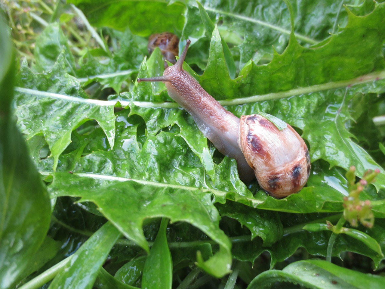 snail lettuce salad free photo