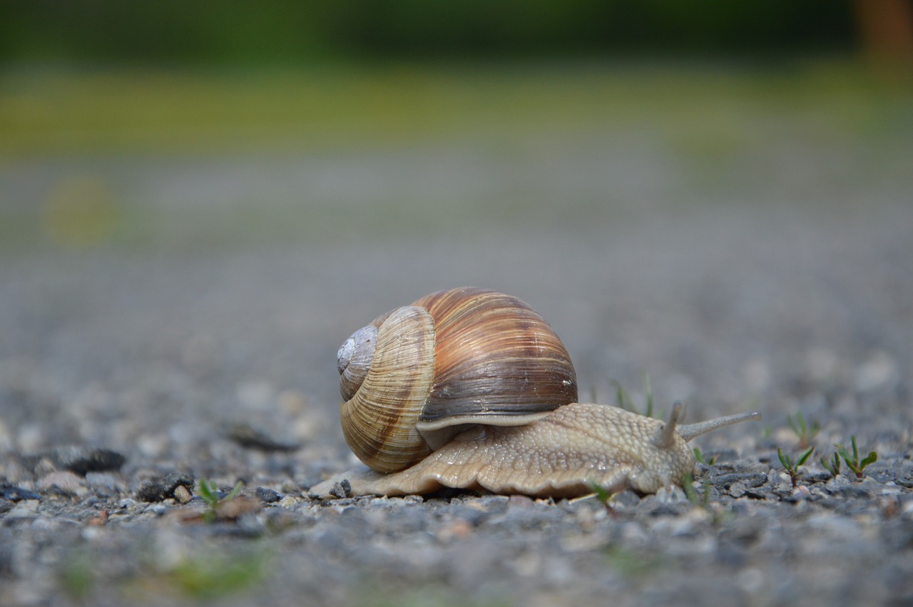 snail animal grass free photo