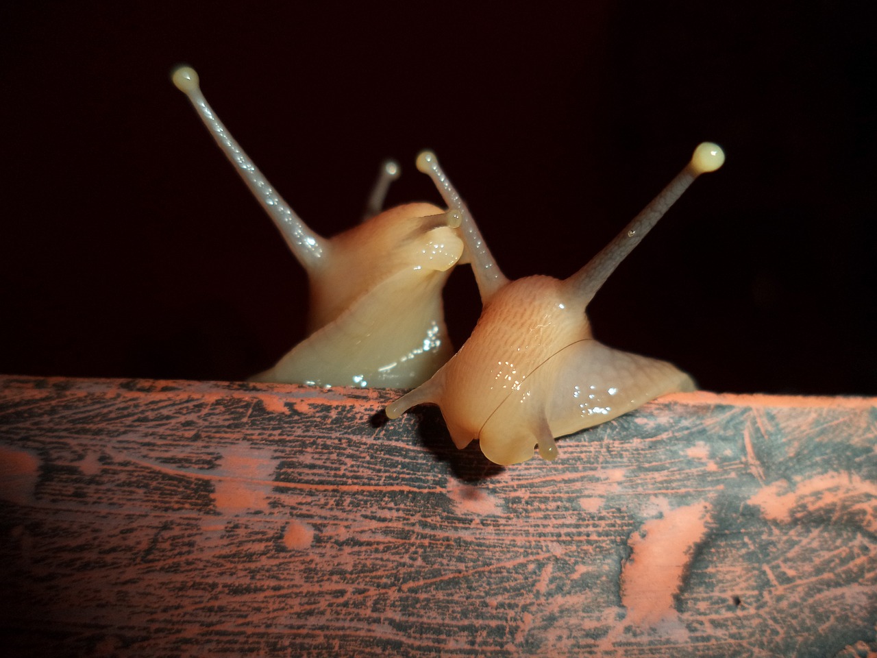 snail giant agate molluscs free photo