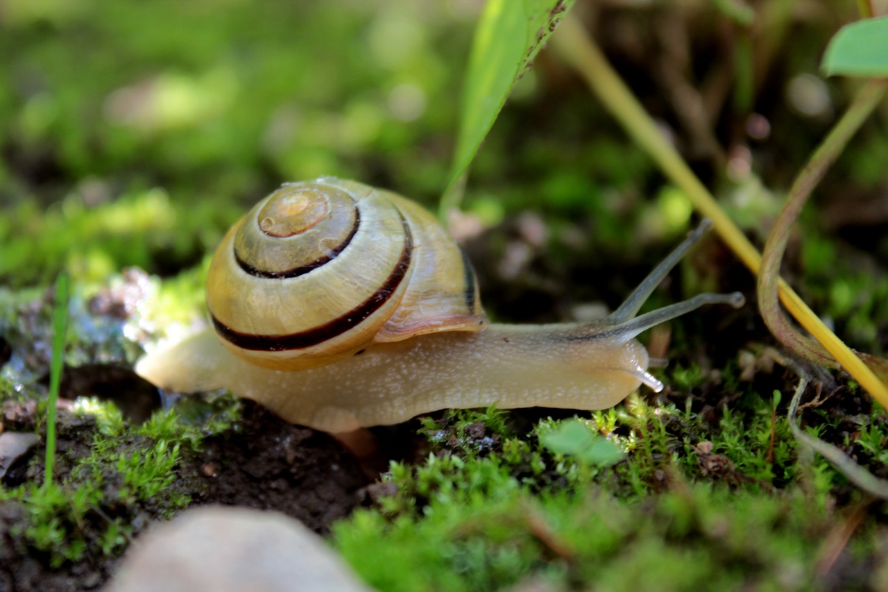 snail meadow mollusk free photo
