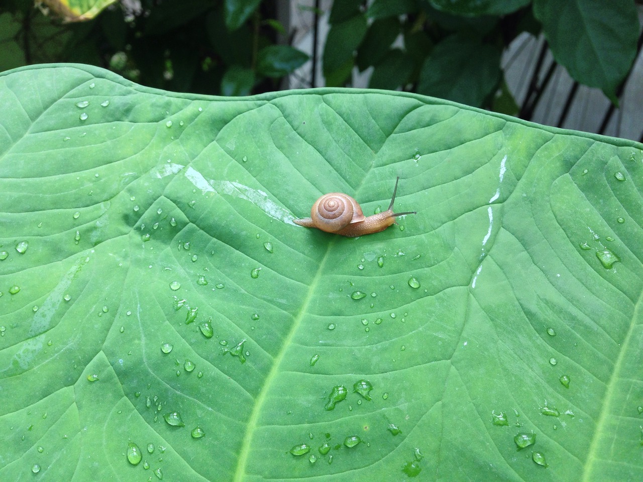 snail nature cute free photo