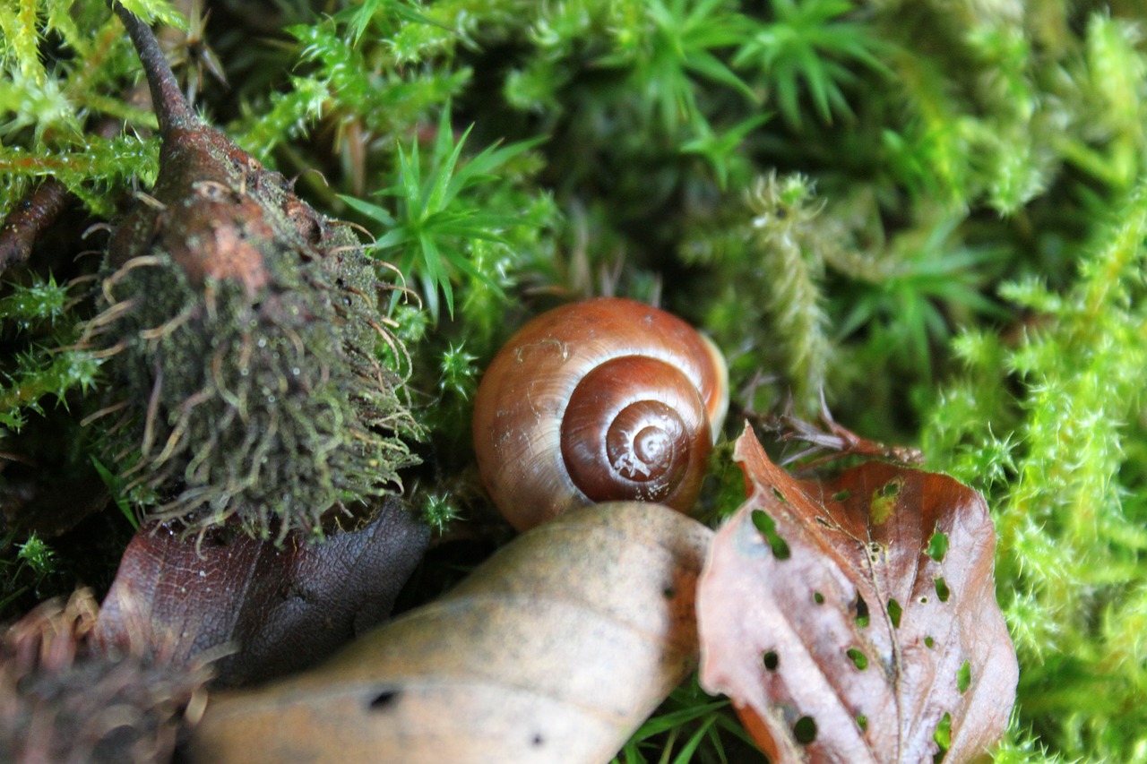 snail leaves shell free photo