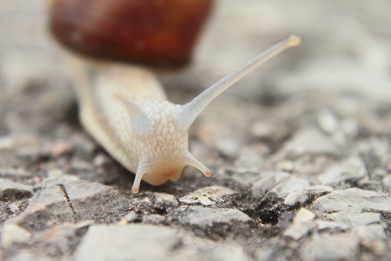 snail probe small free photo