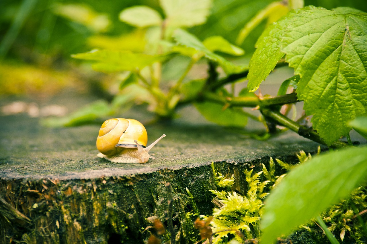 snail home reptile free photo