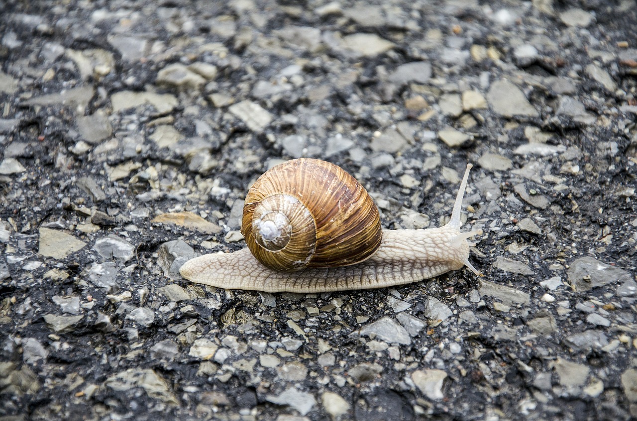 snail shell animal free photo