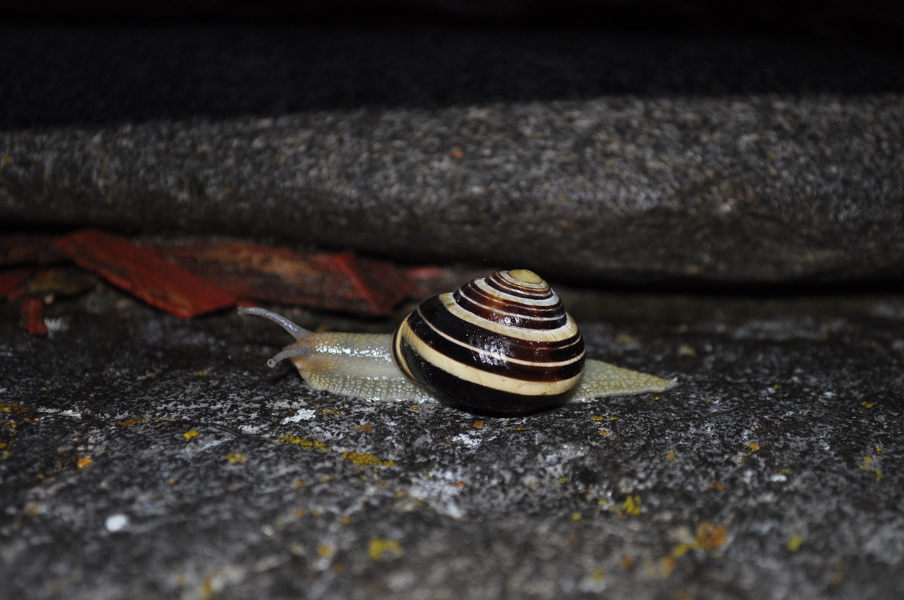 snail animal shell free photo
