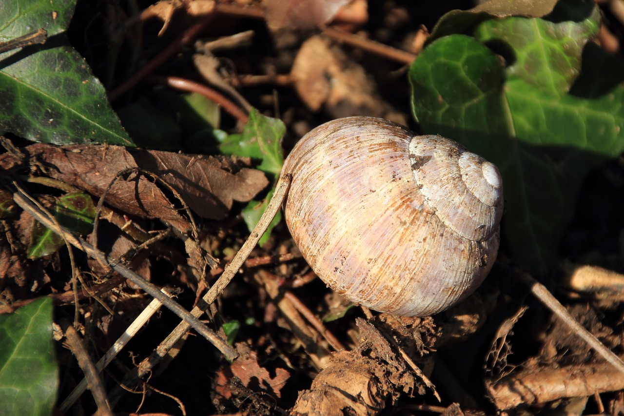 snail shell snail shell free photo