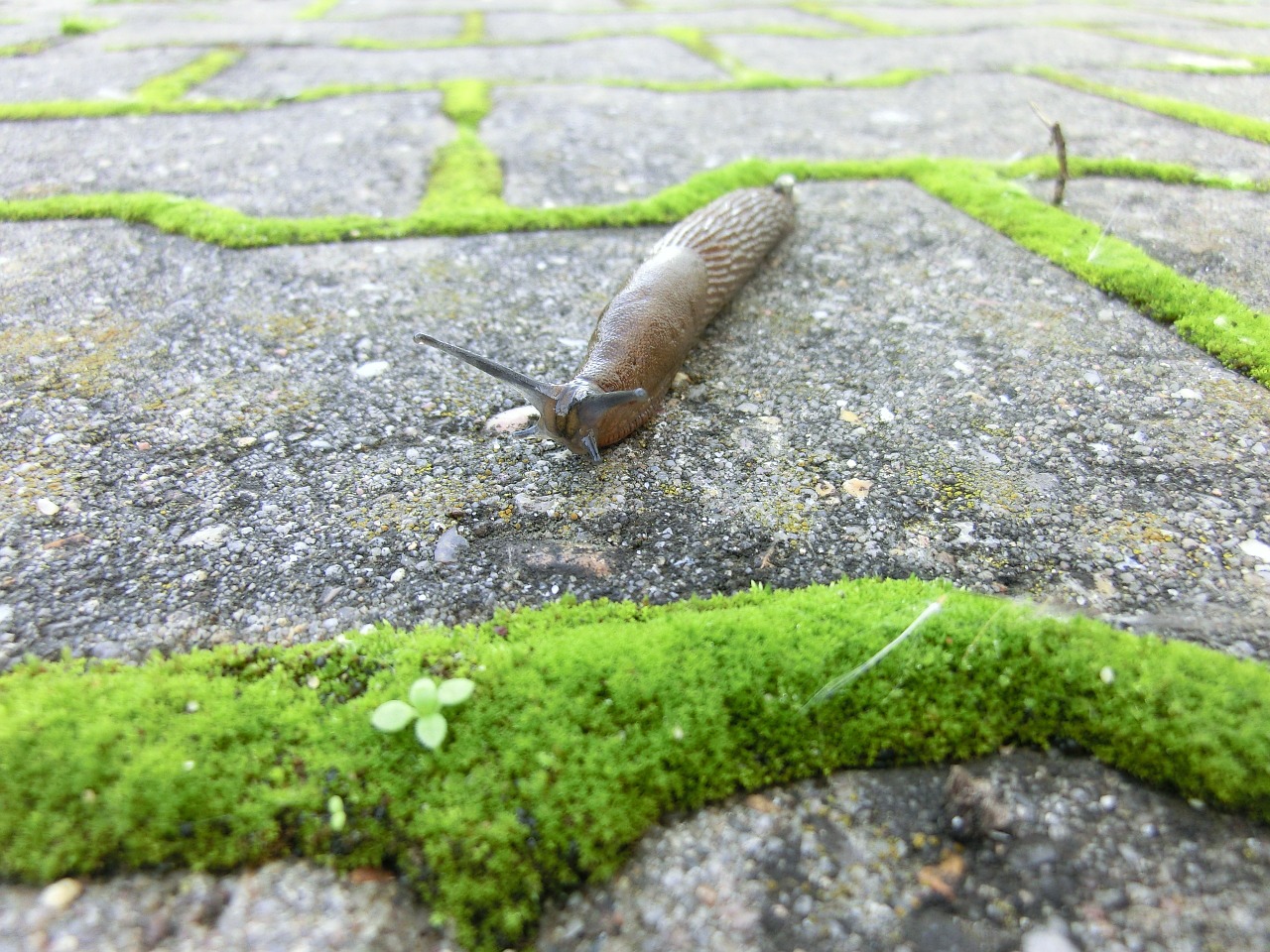 snail naktschnecke nature free photo