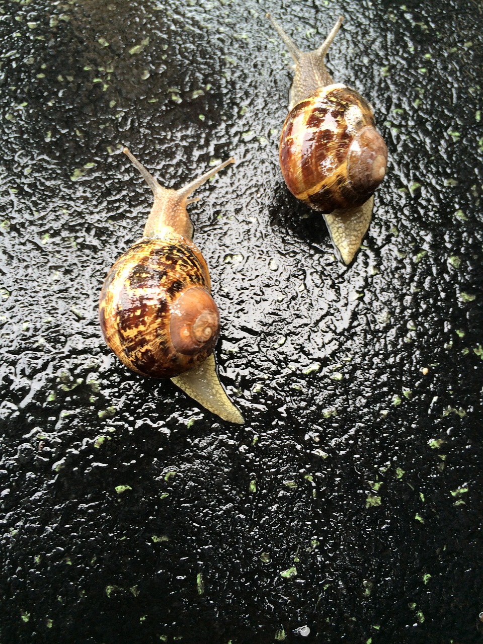 snail rain fall free photo