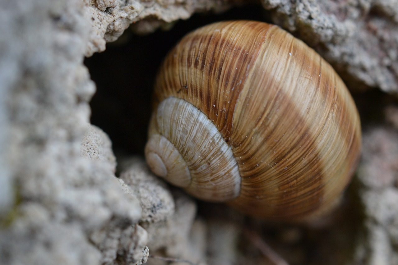 snail animal shell free photo