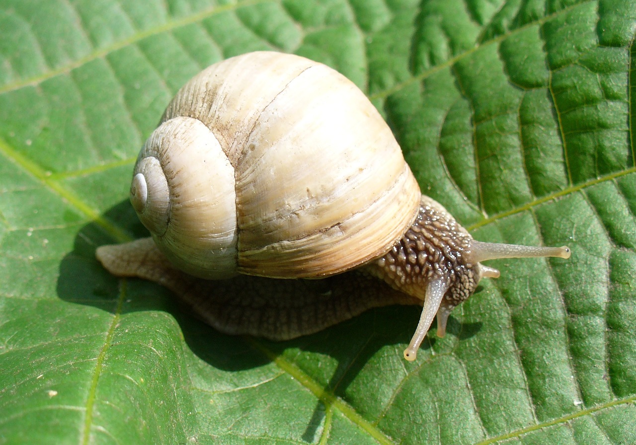 snail burgundy snail roman snail free photo