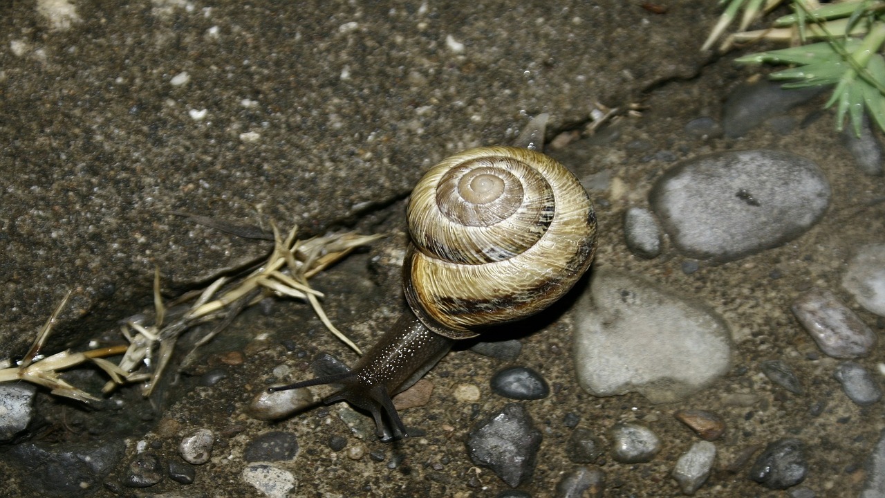 snail earth animal free photo