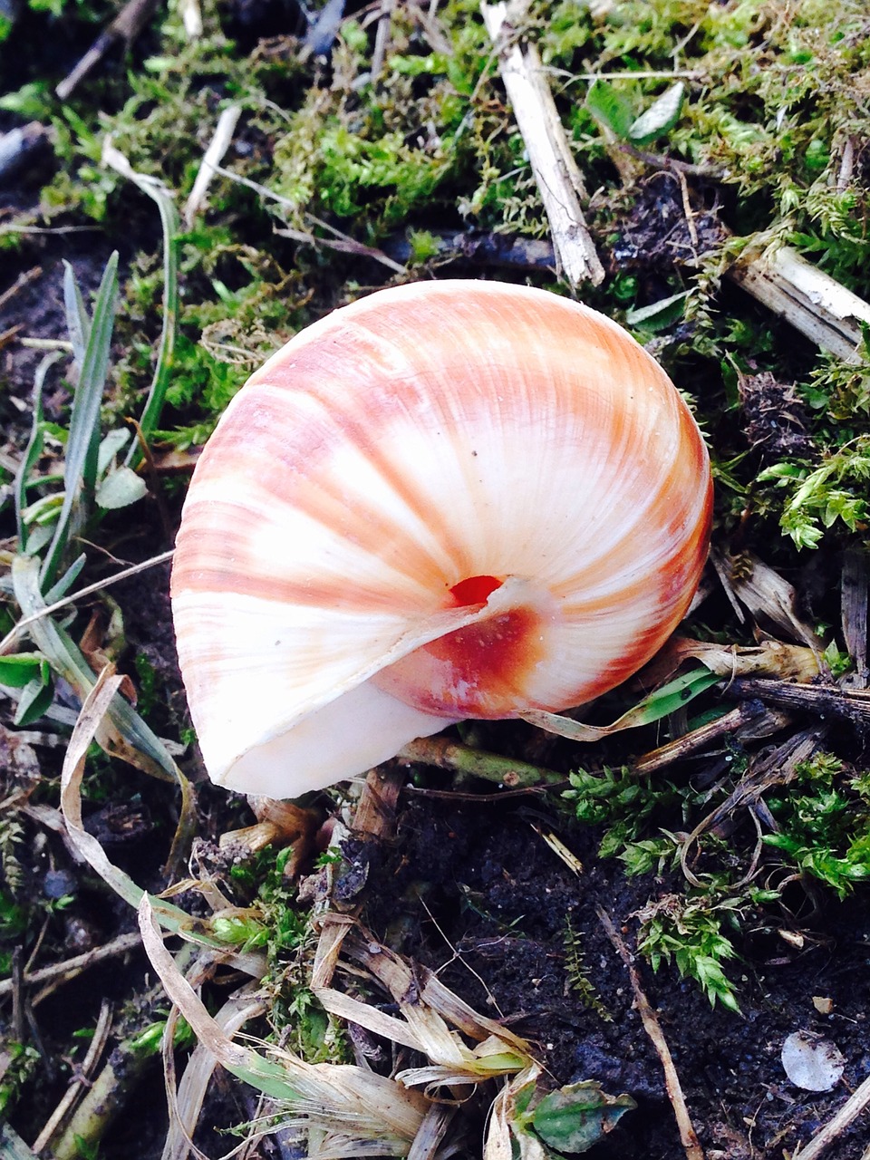 snail grape snail nature free photo