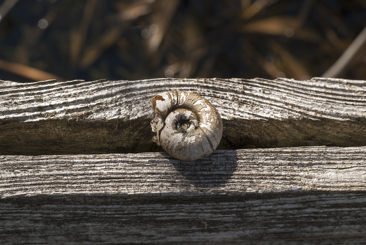 snail tree texture free photo