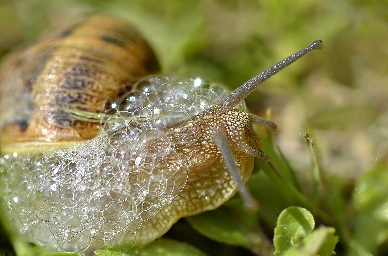 snail bubbles mollusk free photo