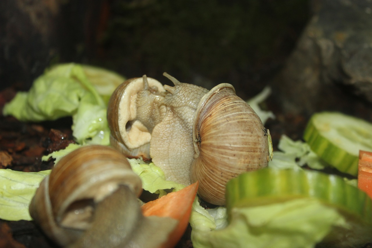 snail together eat free photo