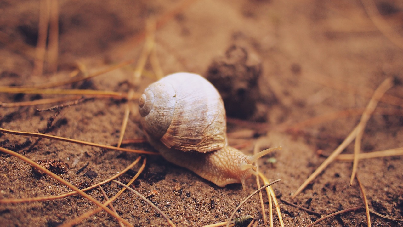 snail slug shell free photo