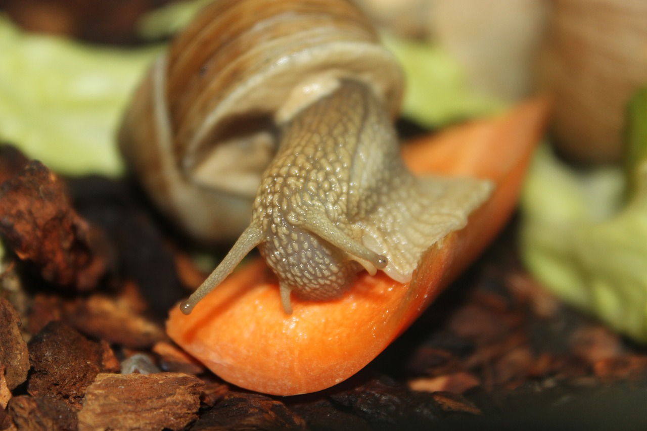 snail eat crawl free photo