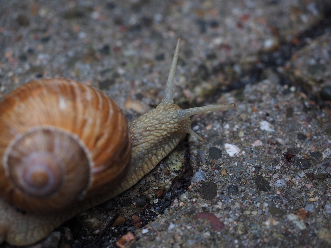 snail probe crawl free photo