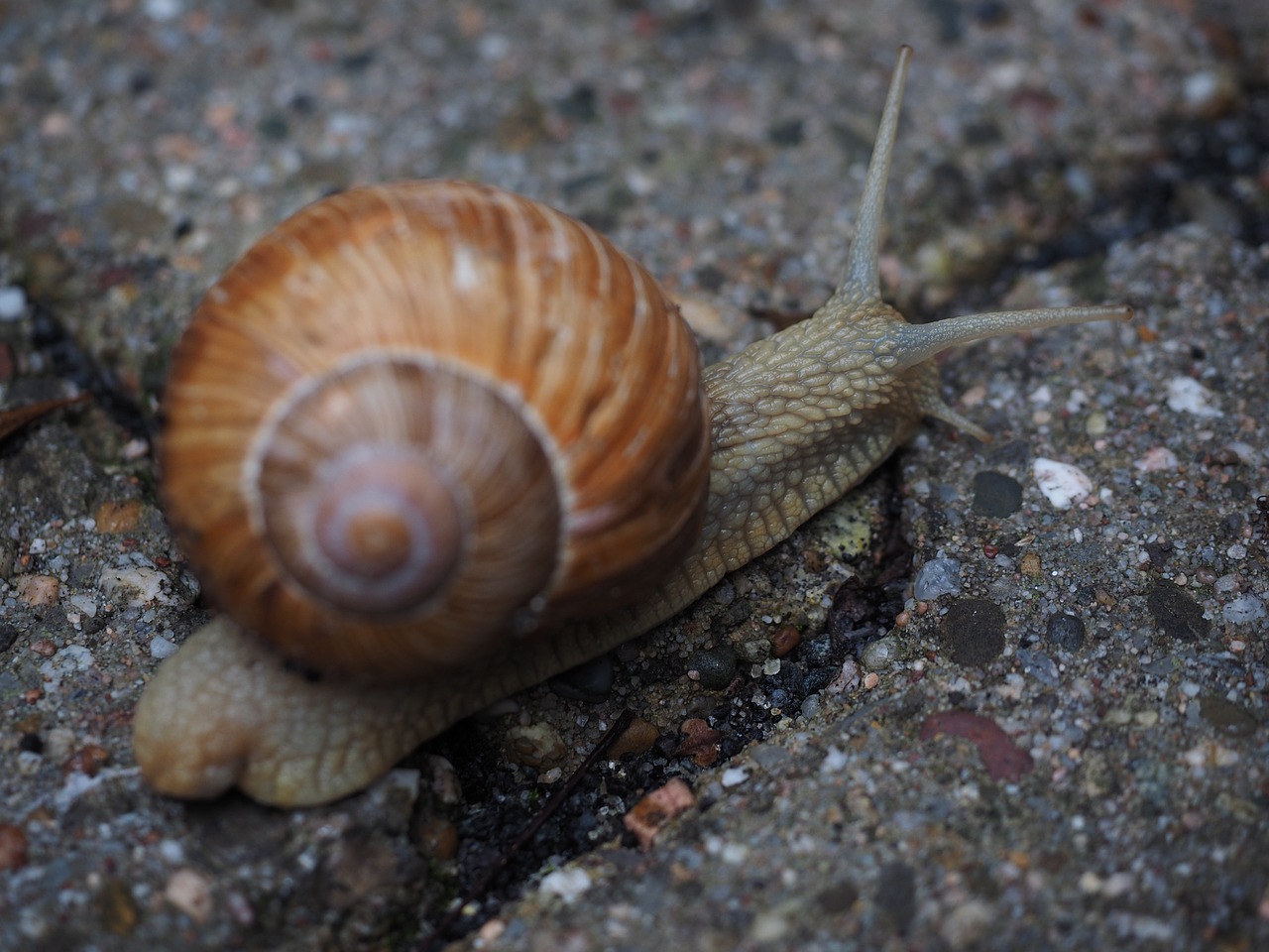 snail shell probe free photo