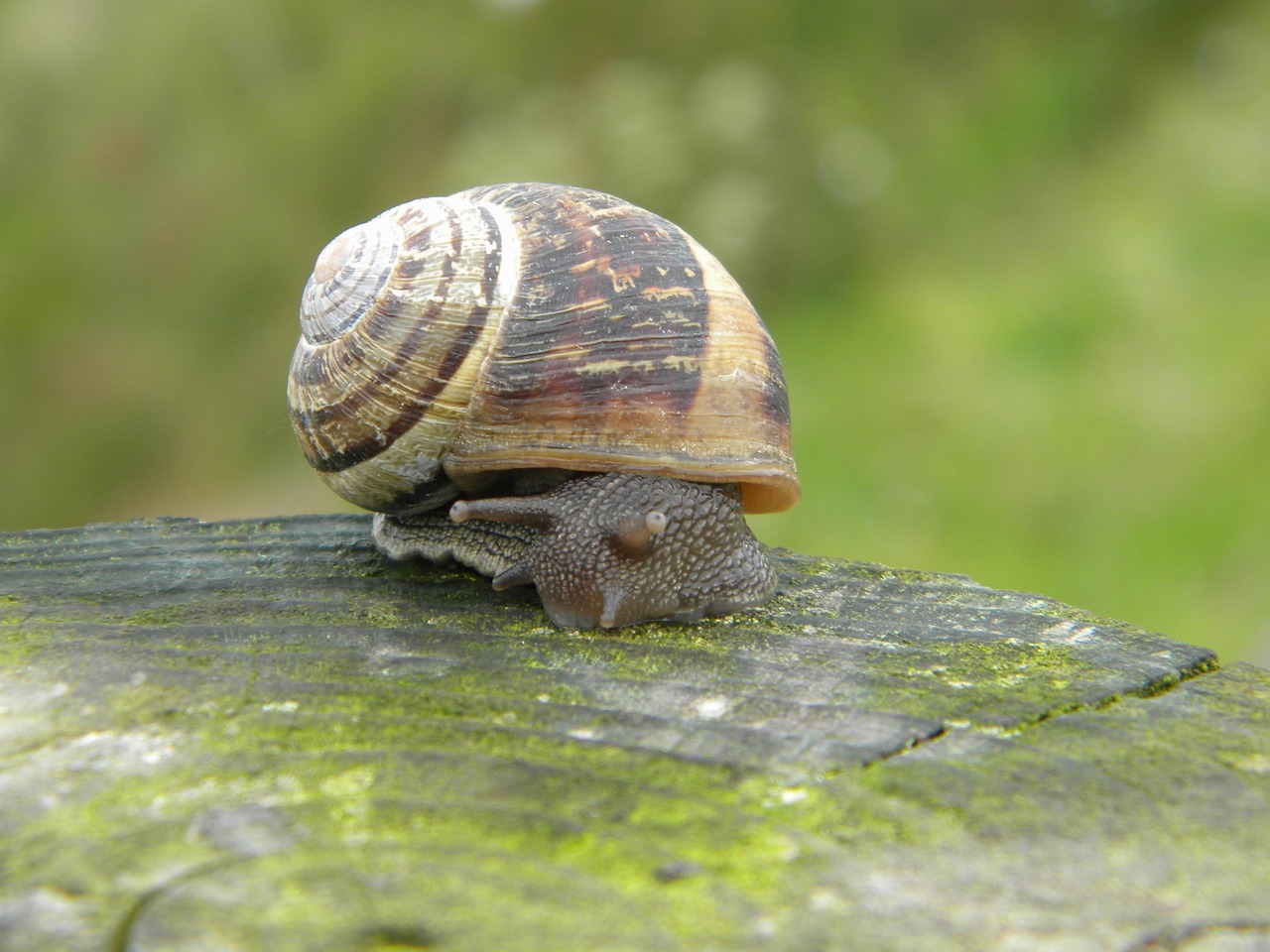 snail shell green free photo
