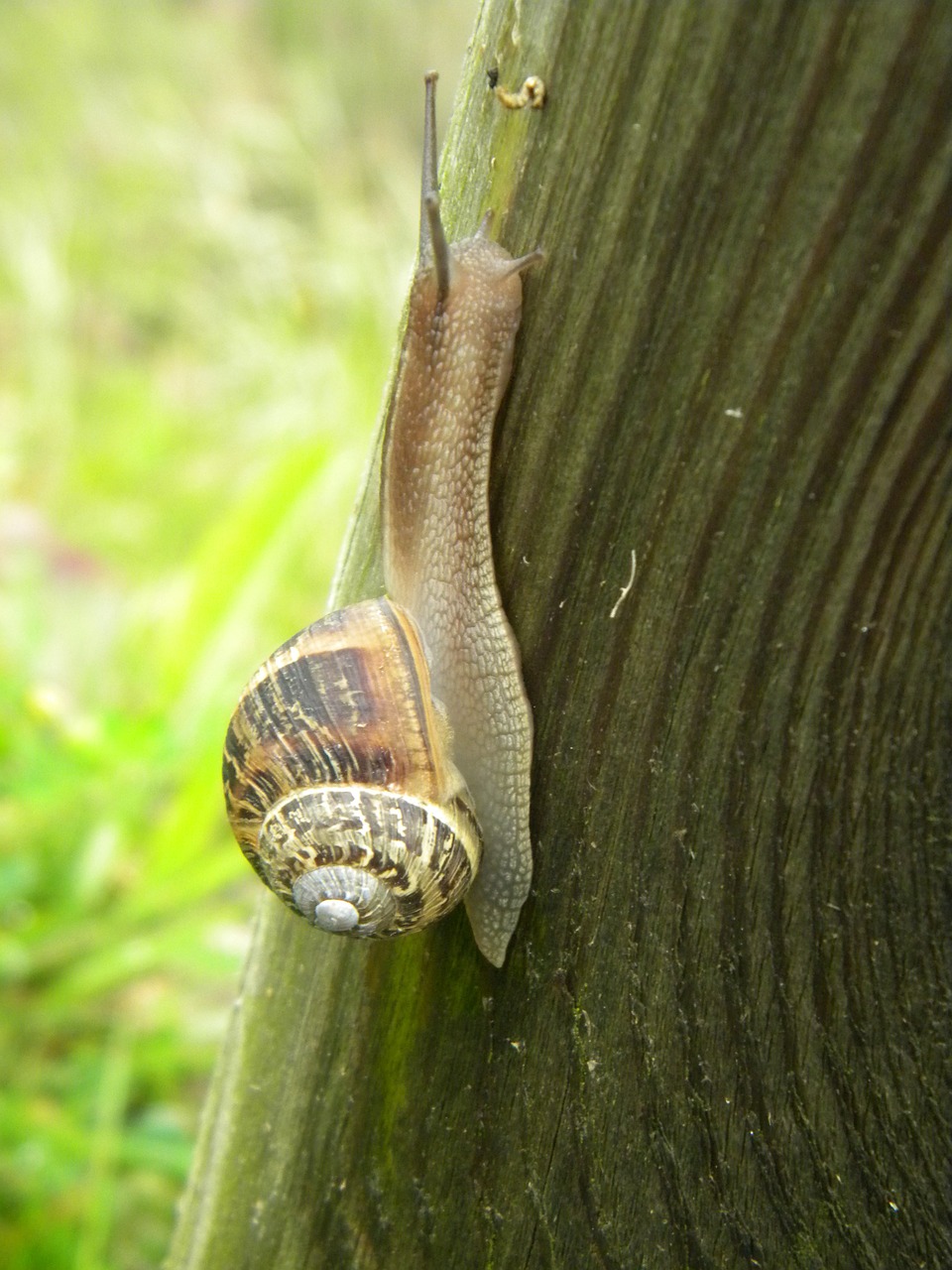 snail slow trunk free photo