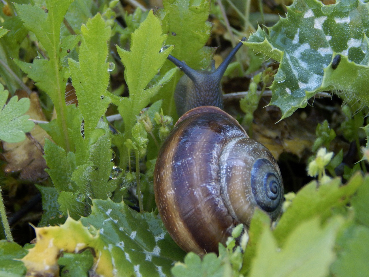snail nature animal free photo