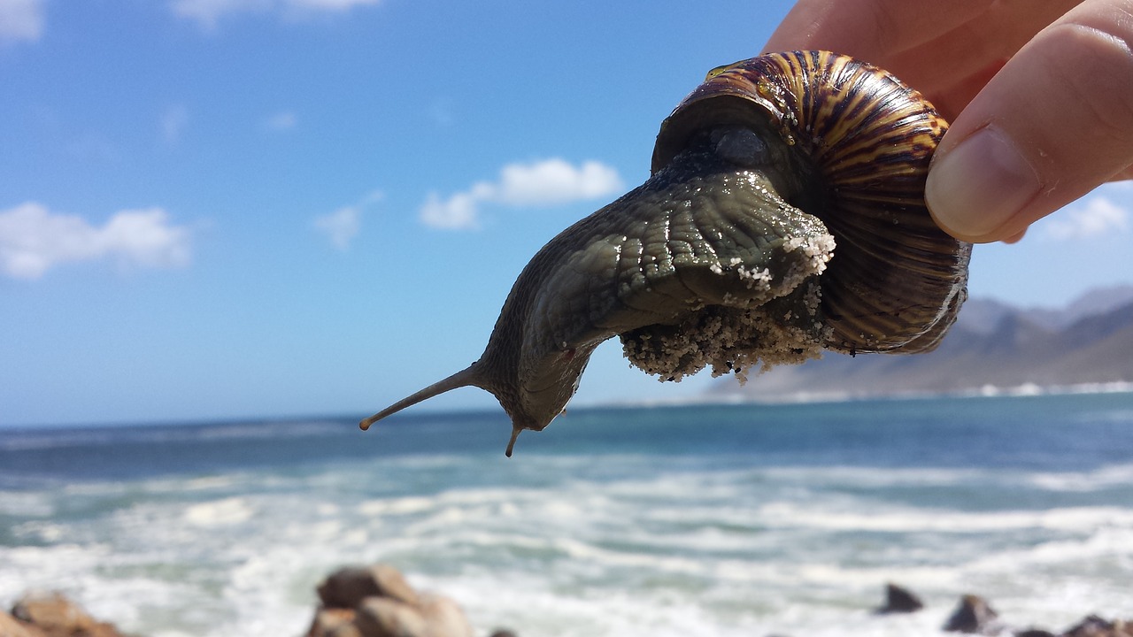 snail sea waves free photo