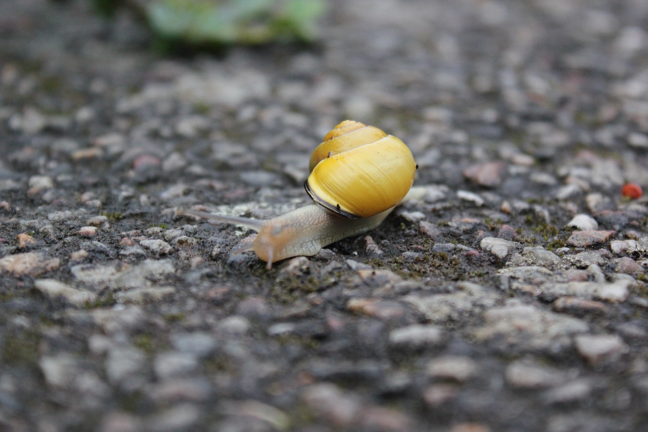 snail yellow rain free photo