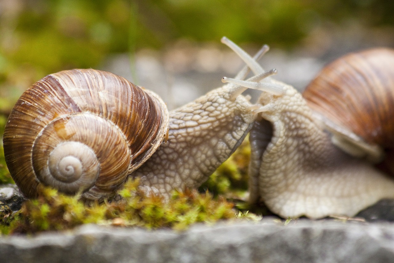 snail snails helix free photo