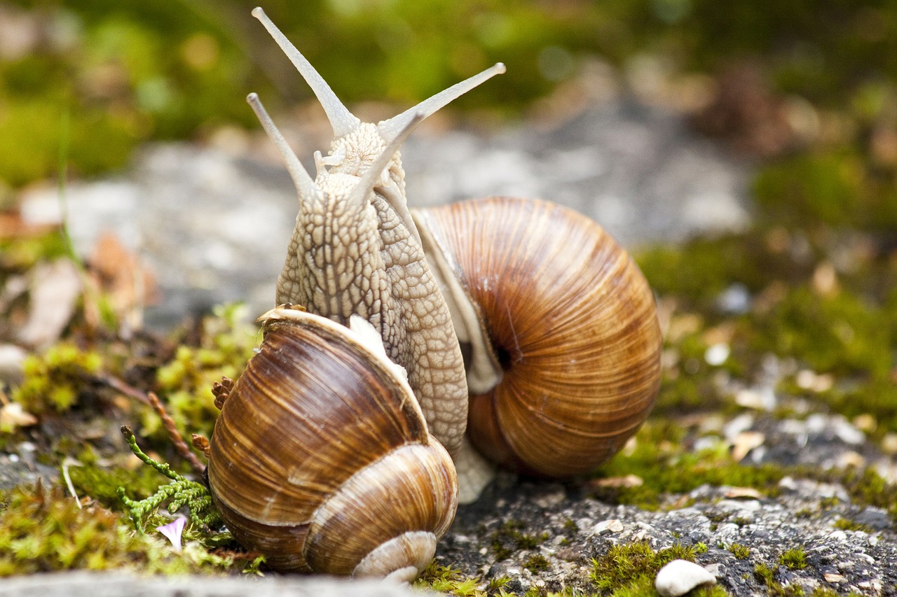 snail snails helix free photo