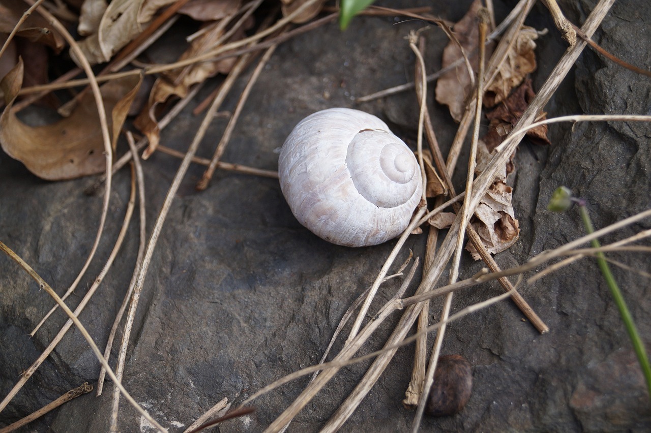 snail shell close free photo