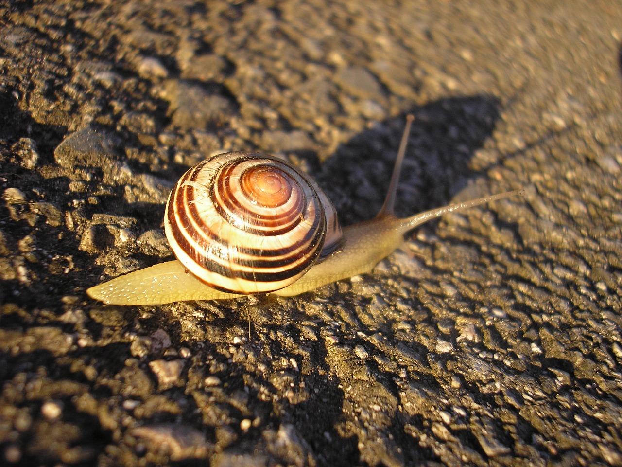 snail close travels free photo
