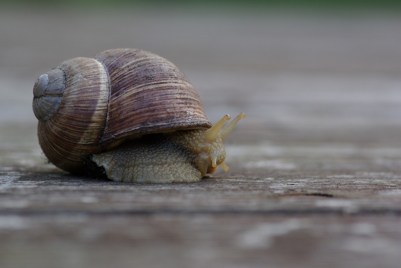 snail animal nature free photo