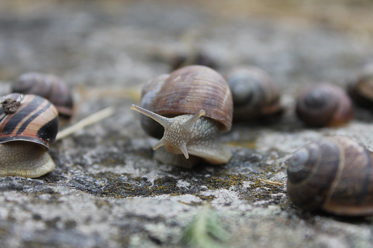 snail weird shell free photo