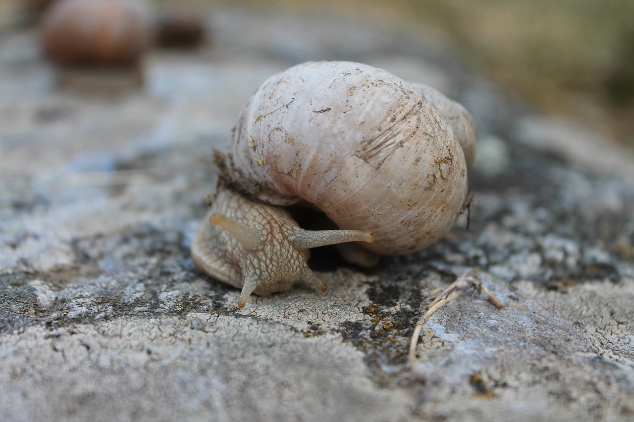 snail big nature free photo