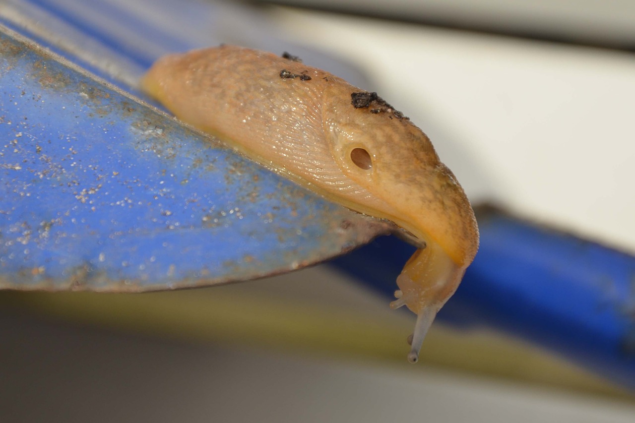 snail spade snail without shell free photo