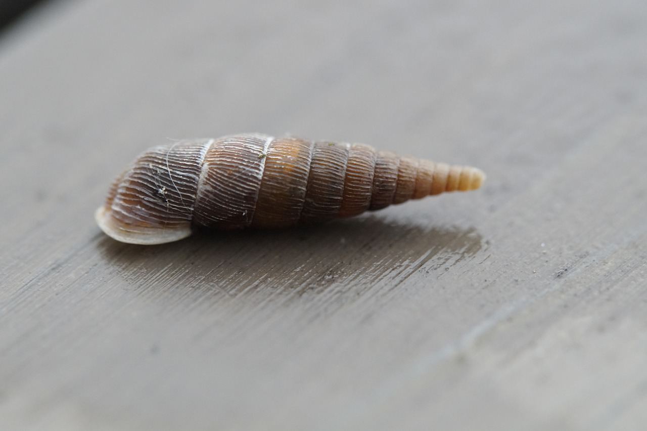 snail shell rotated free photo