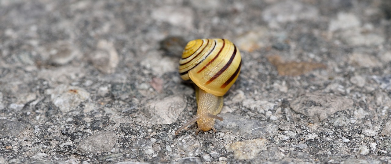 snail shell crawl free photo