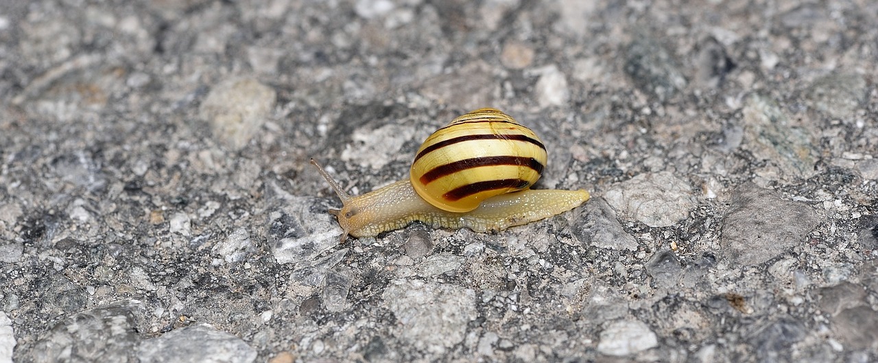 snail shell crawl free photo