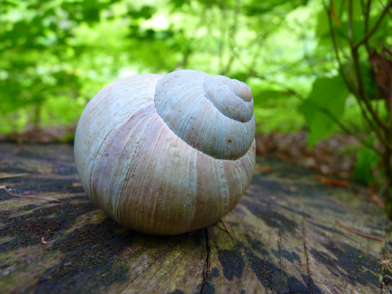 snail shell animal free photo
