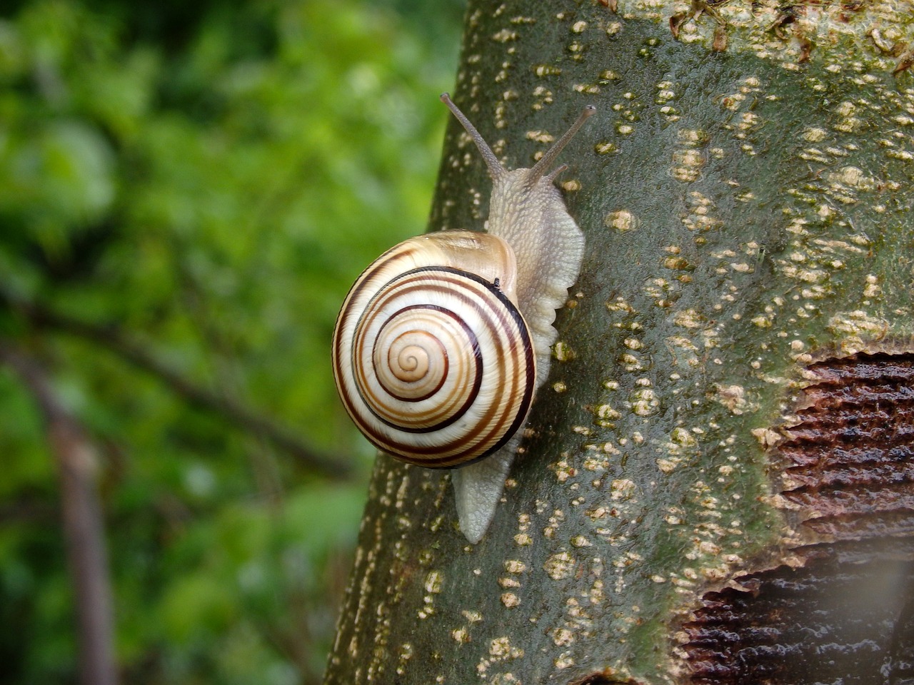 snail animal nature free photo