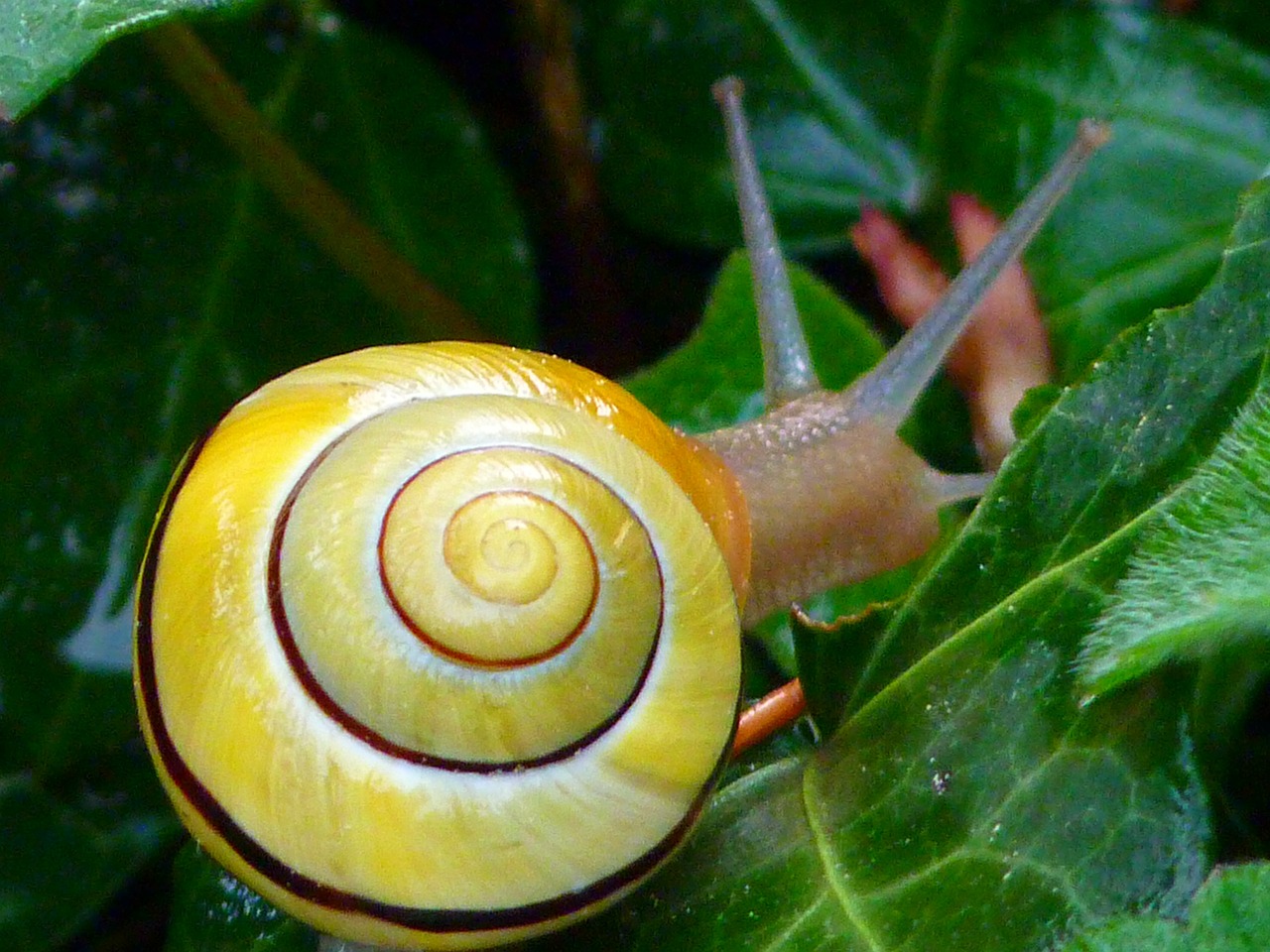 snail copse snail shell free photo
