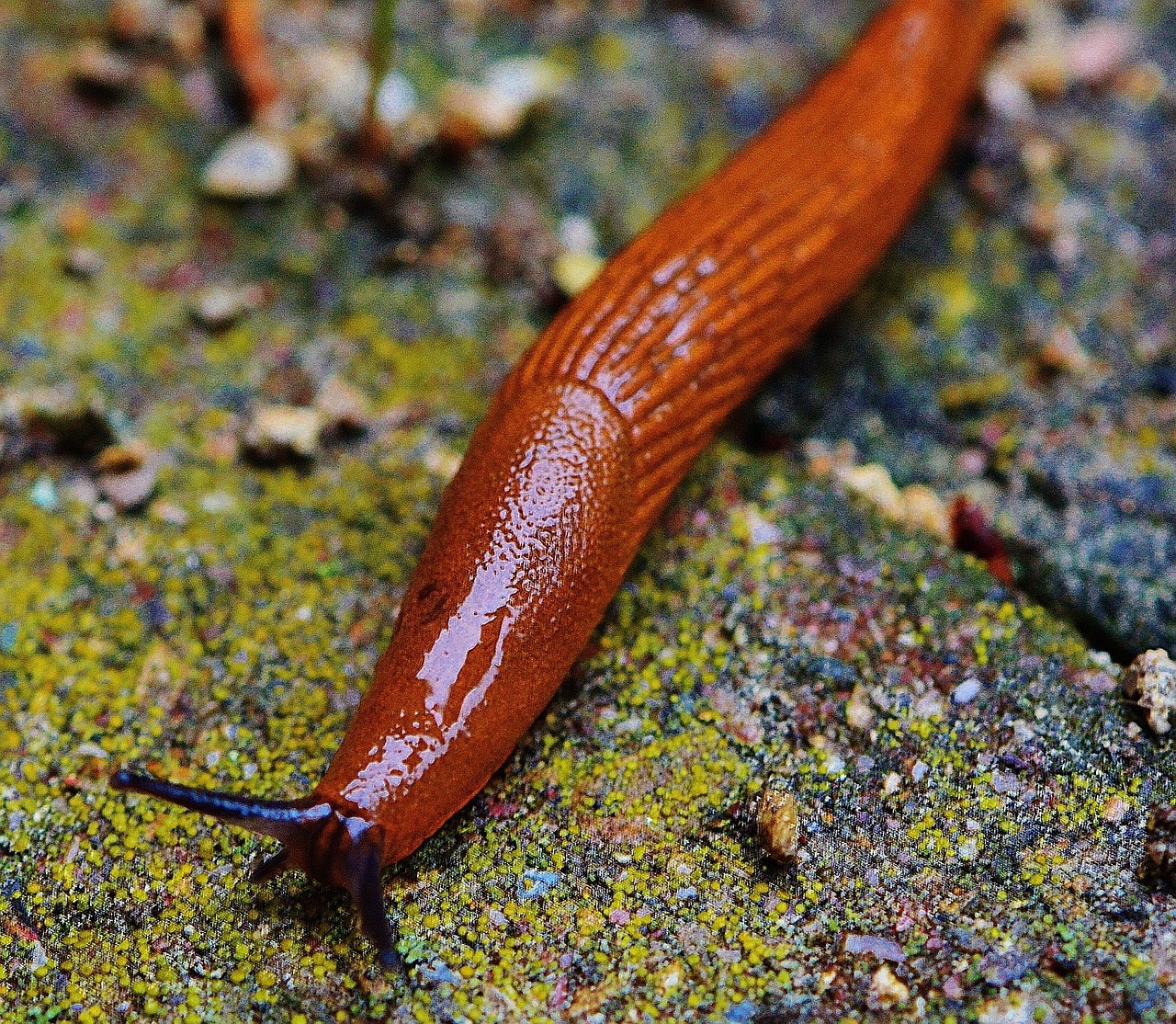 snail slug mollusk free photo