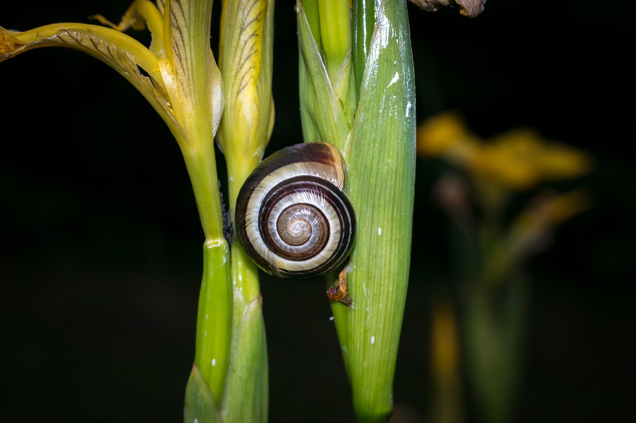 snail shell foraging free photo