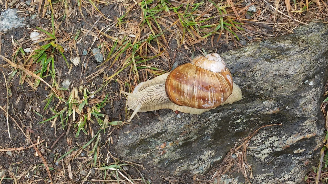 snail prado alps free photo