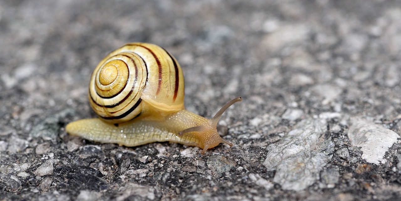 snail shell mollusk free photo