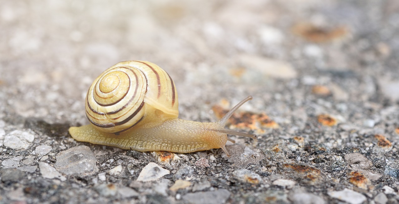 snail shell mollusk free photo