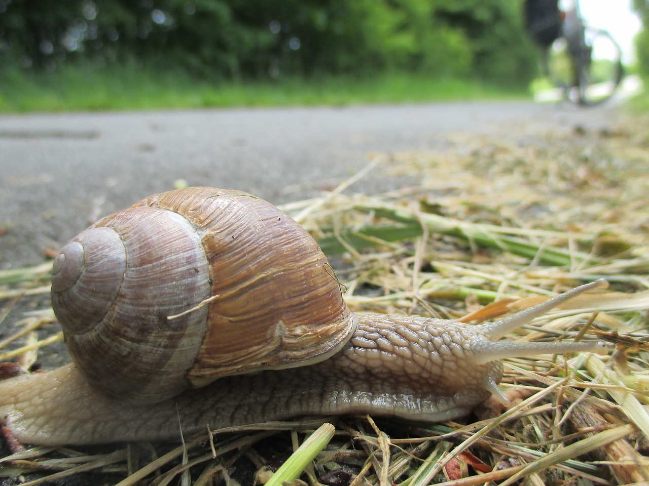 snail slowly shell free photo