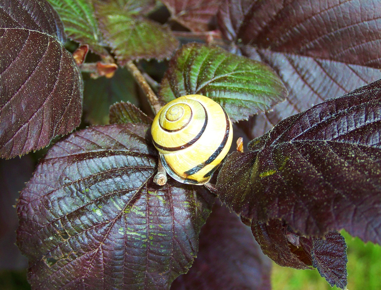 snail purple-maroon leaves nature free photo